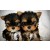 Vând și cumpăr | Catei Yorkshire Terrier Toy cu microcip si carnet de sanatate