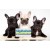 Vând și cumpăr | Puiuti Bulldog Francez de vanzare cu microcip,garantie si factura fiscala